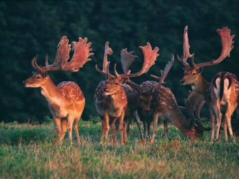 Group of fallow deer in the meadow at sunset,